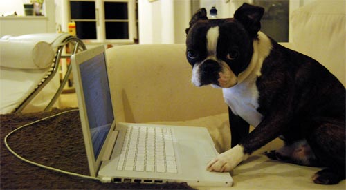 User Dog User Dog